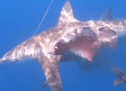 娱乐吃瓜酱鲨鱼视频大全,鲨鱼视频大全趣味盘点