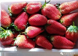 娱乐吃瓜君草莓